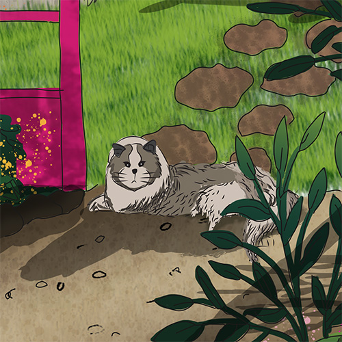 Cat in garden