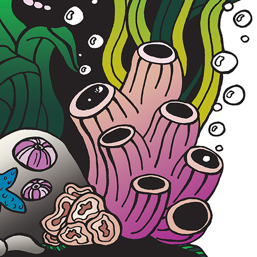 Among Fish and Jellyfish